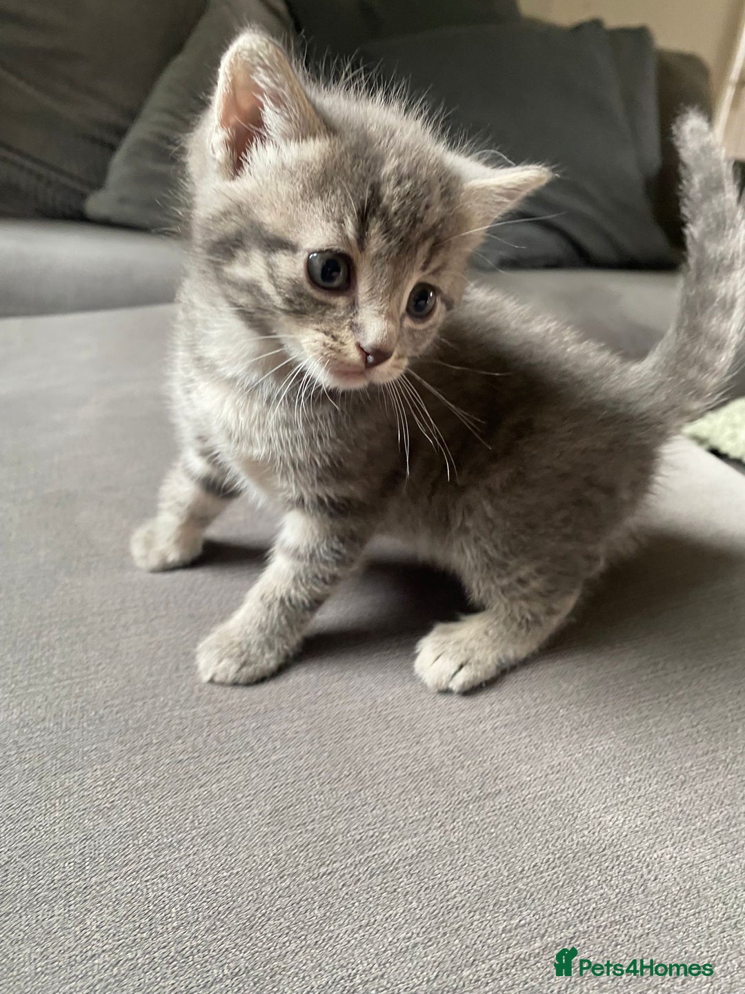 Mixed Breed cats for sale: Stunning kittens  - Image 12