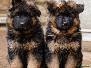German Shepherd dogs 💥Champion🩸line KC Reg GermanShepherd puppy’s GSD - Advert 6