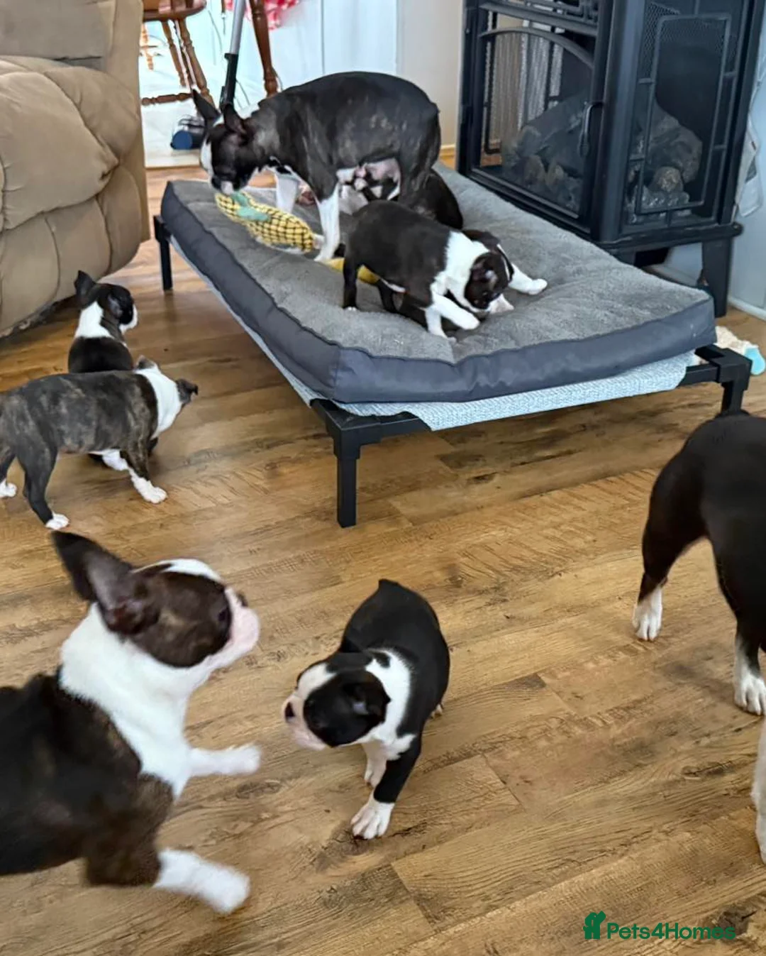 Boston Terrier dogs for sale: Perfect Purebred Boston terriers puppies - Advert 6