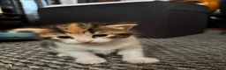 Mixed Breed cats for sale: Two gorgeous kittens looking for a home.  - Advert 3