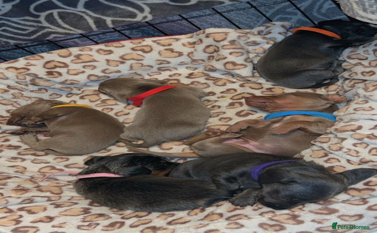 Dachshund dogs mini dachshunds 🐶 💚 ready to go Xmas eve 🎄🎄 - Advert 15