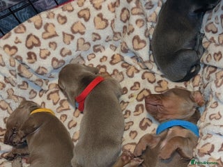 Dachshund dogs mini dachshunds 🐶 💚 ready to go Xmas eve 🎄🎄 - Advert 17