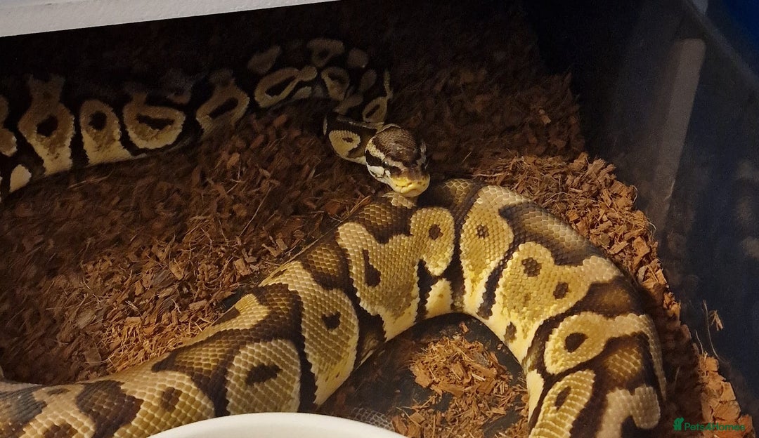 Python Snake reptiles for sale: Multiple royals available  - Image 2