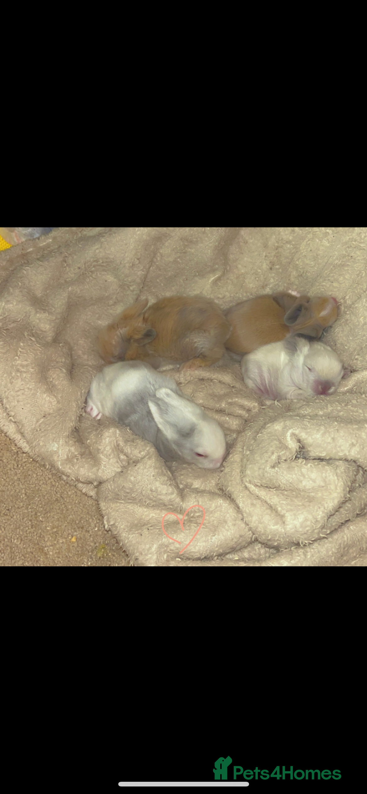 Lionhead rabbits Adorable Curious Lionhead Rabbits – 3 Months Old - Advert 8