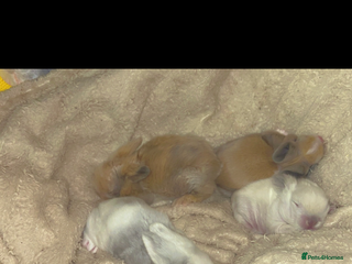 Lionhead rabbits Adorable Curious Lionhead Rabbits – 3 Months Old - Advert 8