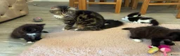 British Longhair cats for sale: 6 stunning kittens - Advert 9