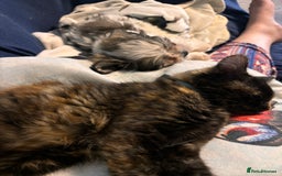 Domestic Shorthair cats for sale: Female tortoiseshell looking for a home - Image 4