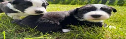Mixed Breed dogs for sale: ✨ Beautiful Border Aussie Puppies ✨ - Advert 15