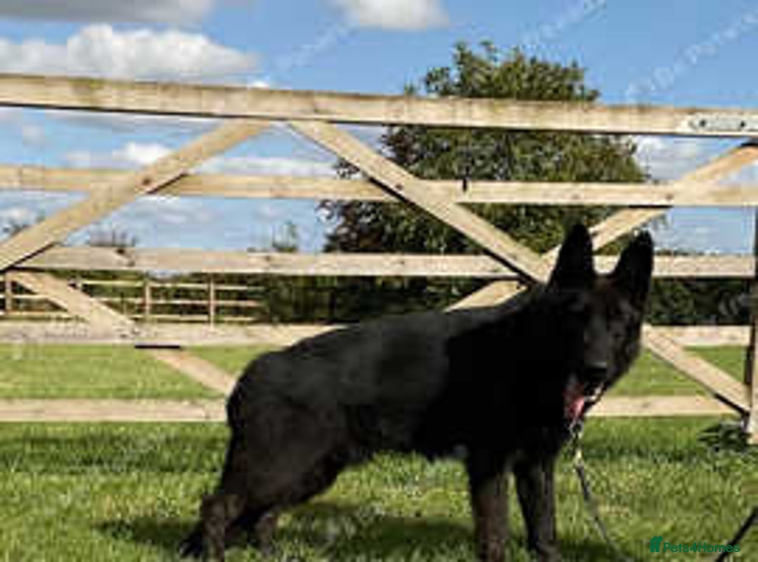 German Shepherd dogs for sale: 2 outstanding males - Advert 11