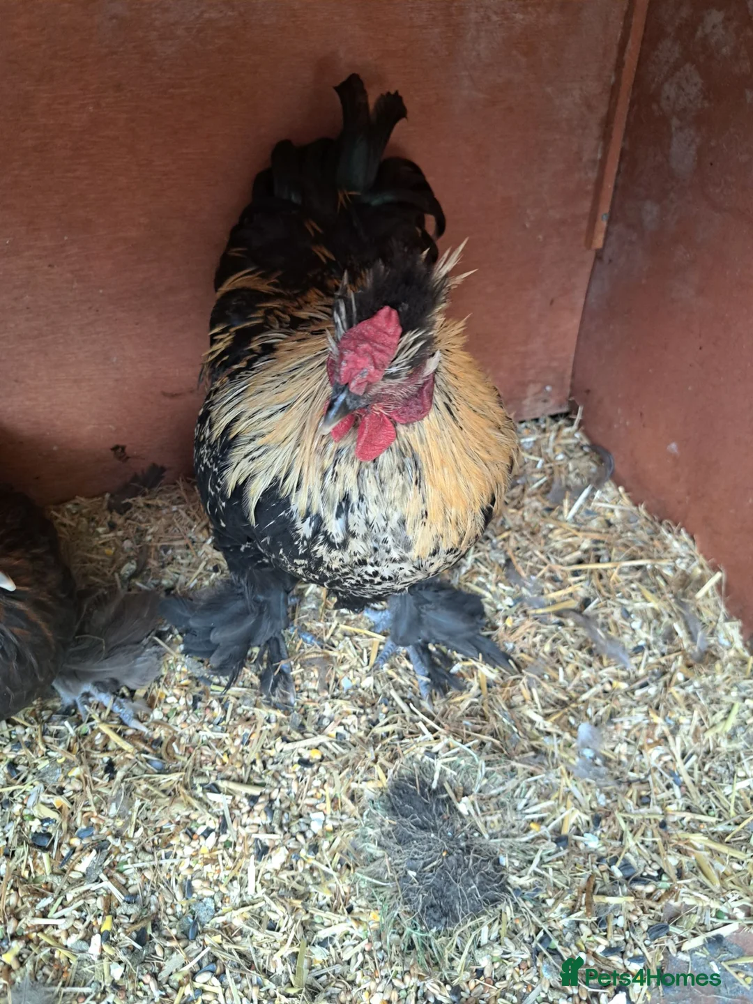 Chickens poultry for sale: Lovely Cockerel Silkie Cross - Advert 2