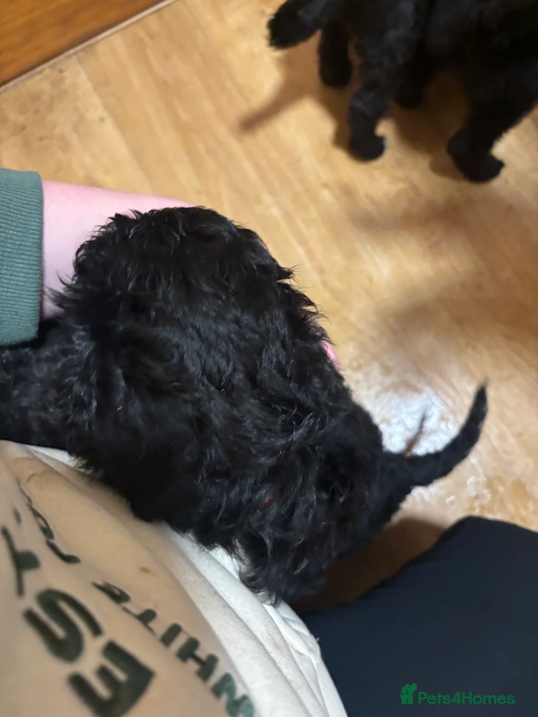 Cockapoo dogs for sale: Cockapoo for sale - Advert 2