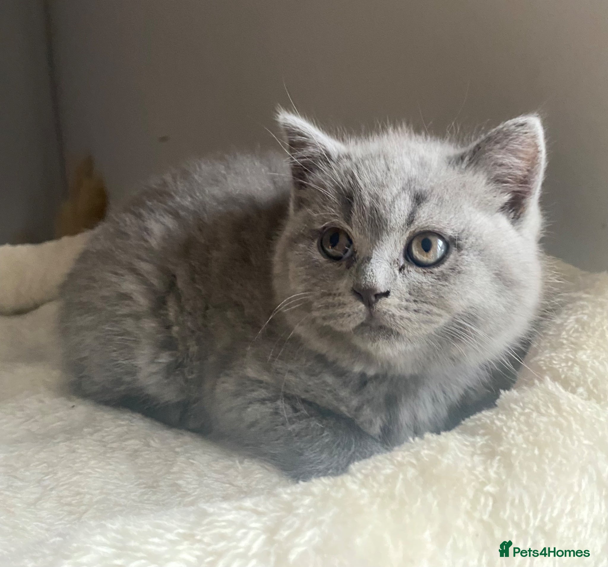 British Shorthair cats Gorgeous GCCF British Shorthair Kittens  - Advert 2
