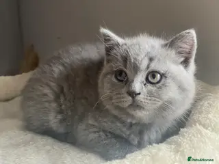 British Shorthair cats Gorgeous GCCF British Shorthair Kittens - Advert 2