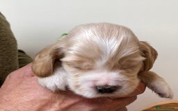 Cocker Spaniel dogs for sale: Adorable show cocker spaniels - Image 18