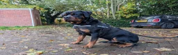 Rottweiler dogs for sale: 🐶 Beautiful Rottweiler Puppies - Advert 4