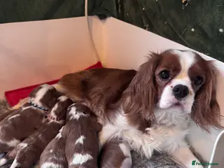 Cavalier King Charles Spaniel dogs Cavalier King Charles KC reg DNA 5* home breed - Advert 5