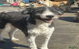 Mixed Breed dogs for adoption: Irina - Norwich Norfolk  - Image 9