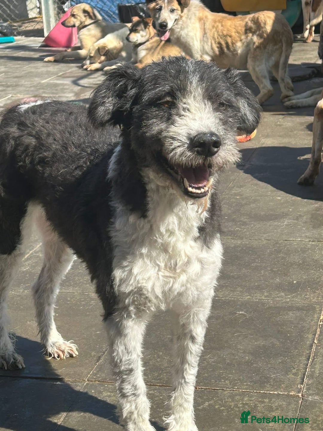 Mixed Breed dogs for adoption: Irina - Norwich Norfolk  - Image 9