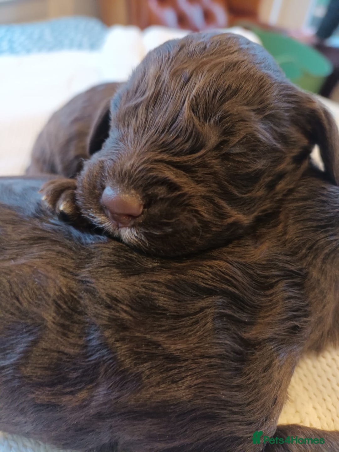 Sproodle dogs for sale: STUNNING SHOW SPRINGAPOO PUPPIES FOR SALE  - Advert 1