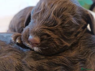 Sproodle dogs STUNNING SHOW SPRINGAPOO PUPPIES FOR SALE - Advert 3