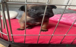 Belgian Shepherd Dog dogs for sale: Belgian Malinois - Image 10