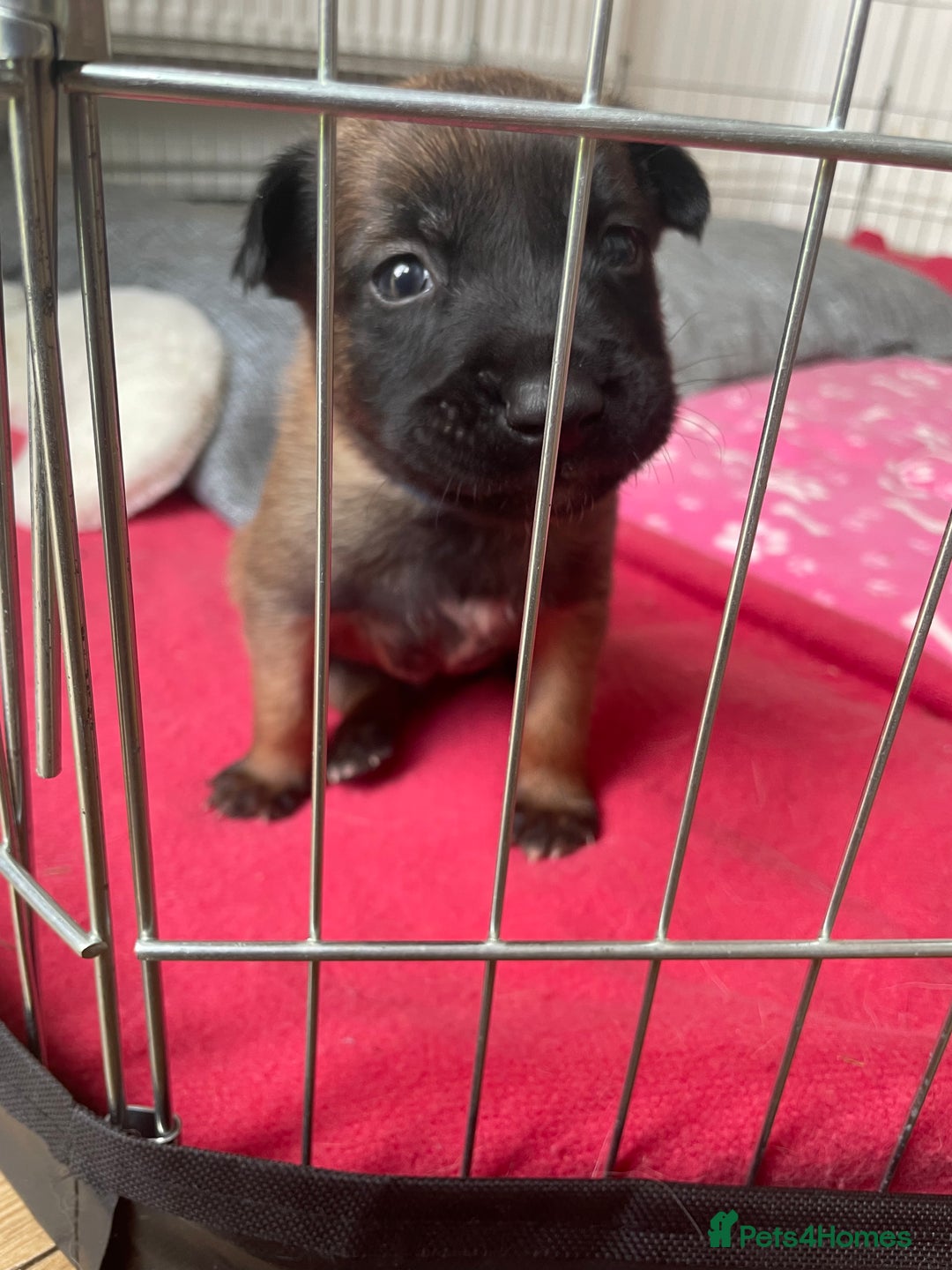 Belgian Shepherd Dog dogs for sale: Belgian Malinois - Image 10
