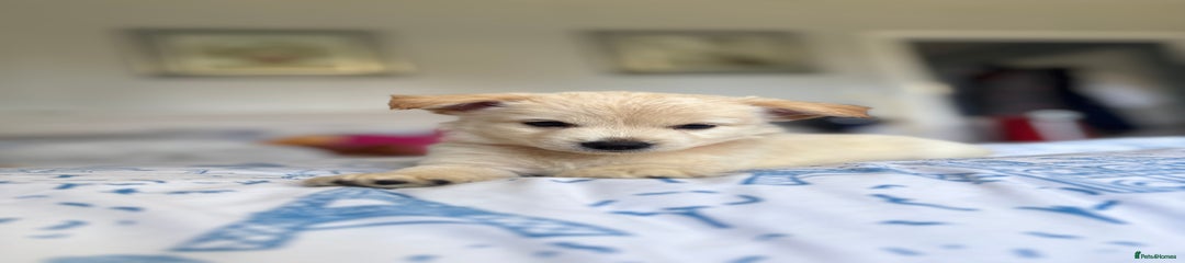 Chihuahua Puppy 