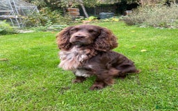 Cocker Spaniel dogs for stud: Working Cocker Spaniel for Stud - Image 5