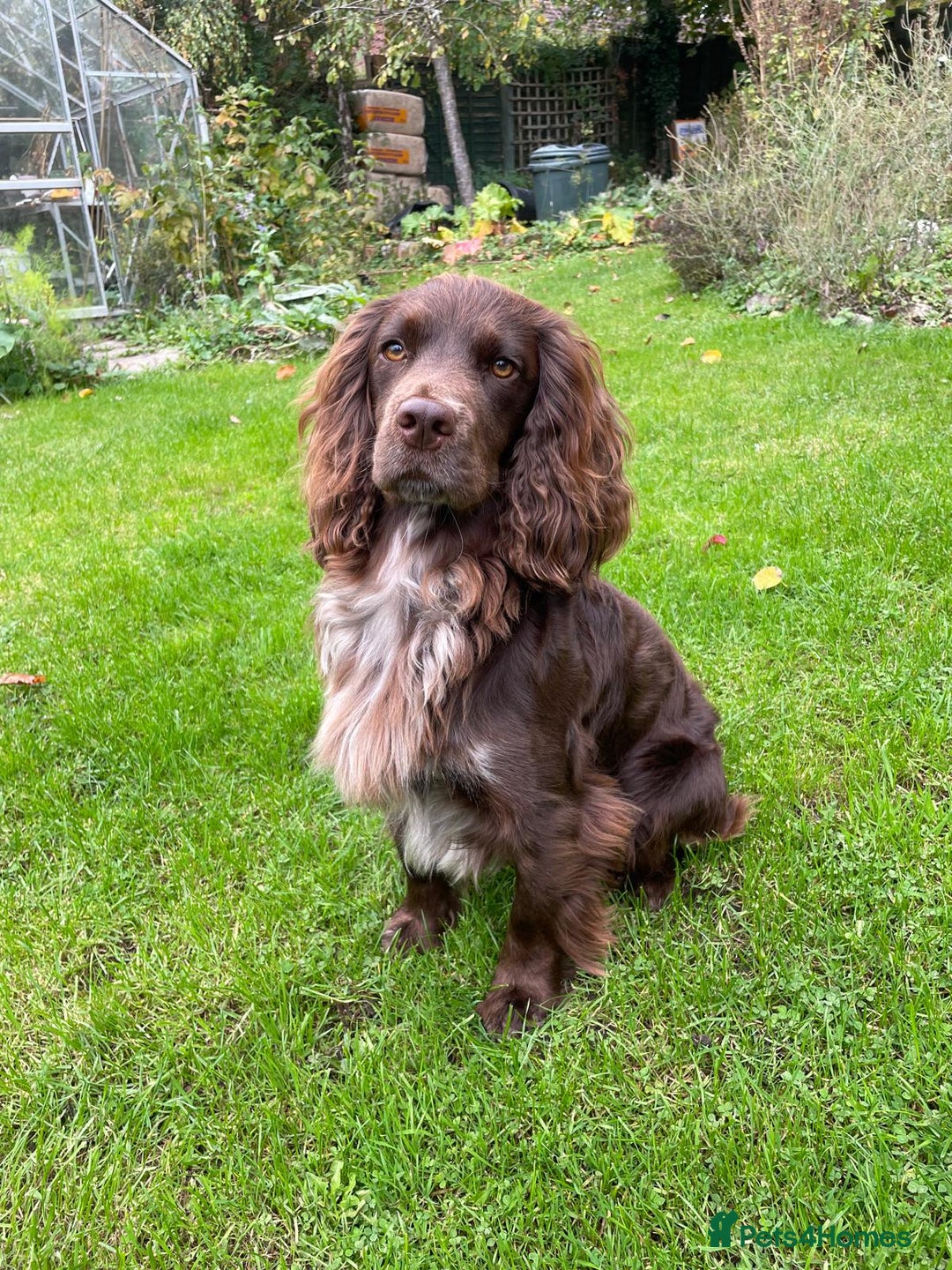 Cocker Spaniel dogs for stud: Working Cocker Spaniel for Stud - Image 5