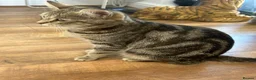 Mixed Breed cats for sale: 3 Boy Kittens British Mixed - Advert 12