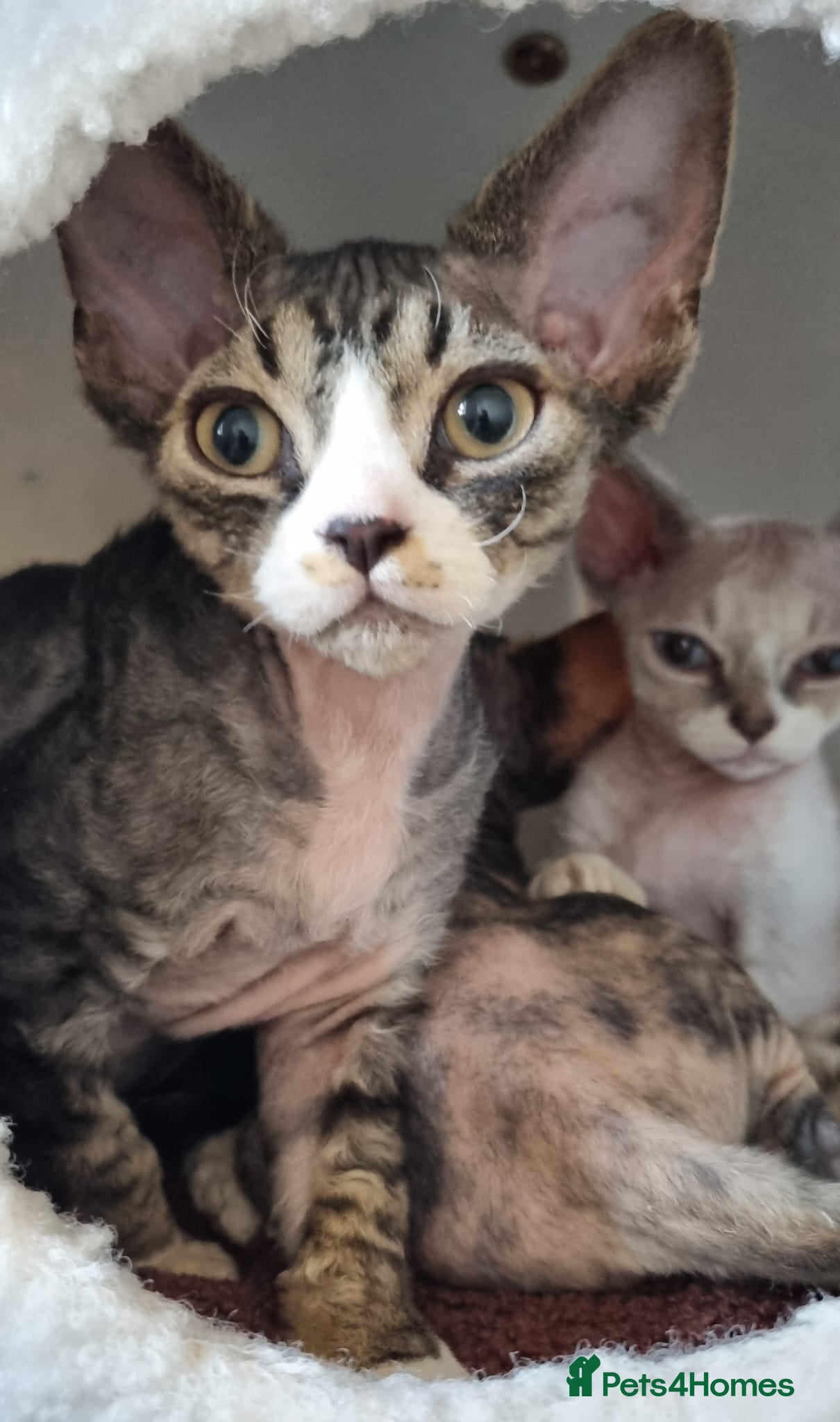 Devon Rex cats Devon Rex Kittens-Ready for Their Forever Homes! - Advert 1