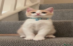 Mixed Breed cats for sale: Beautiful little boy - Image 8
