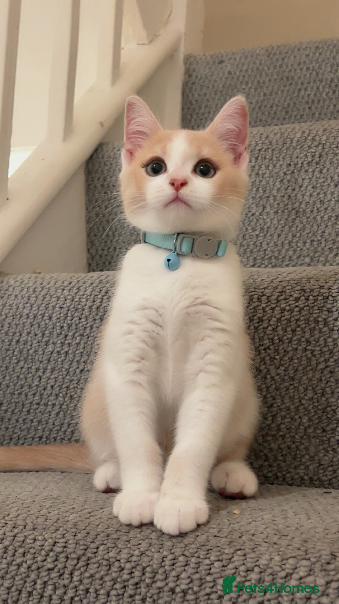Mixed Breed cats for sale: Beautiful little boy - Image 8