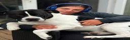 Mixed Breed dogs for sale: Chief in Rochester - Advert 1