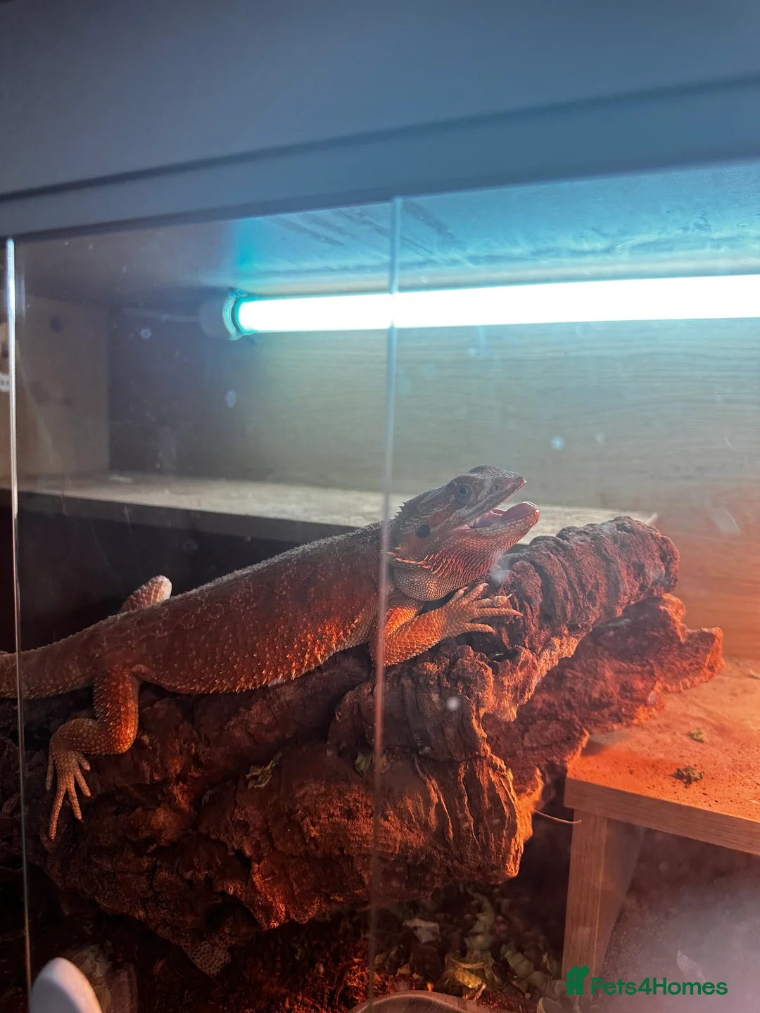 Bearded Dragon reptiles for sale: Bearded dragon (2 years old) - Advert 7