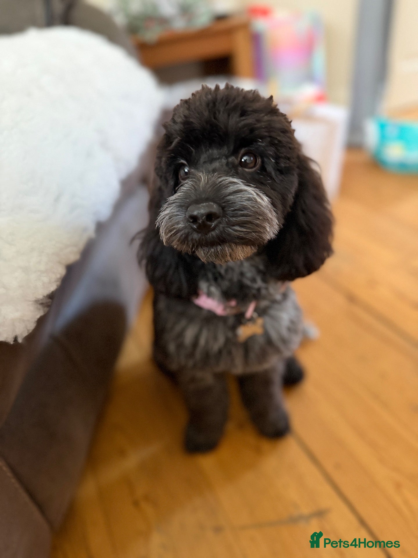 Cockapoo dogs Blue Roan Cockapoo  - Advert 10