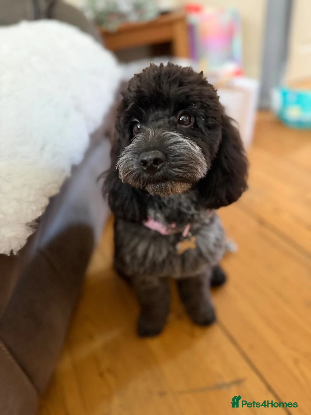 Cockapoo dogs for sale: Blue Roan Cockapoo  - Advert 1