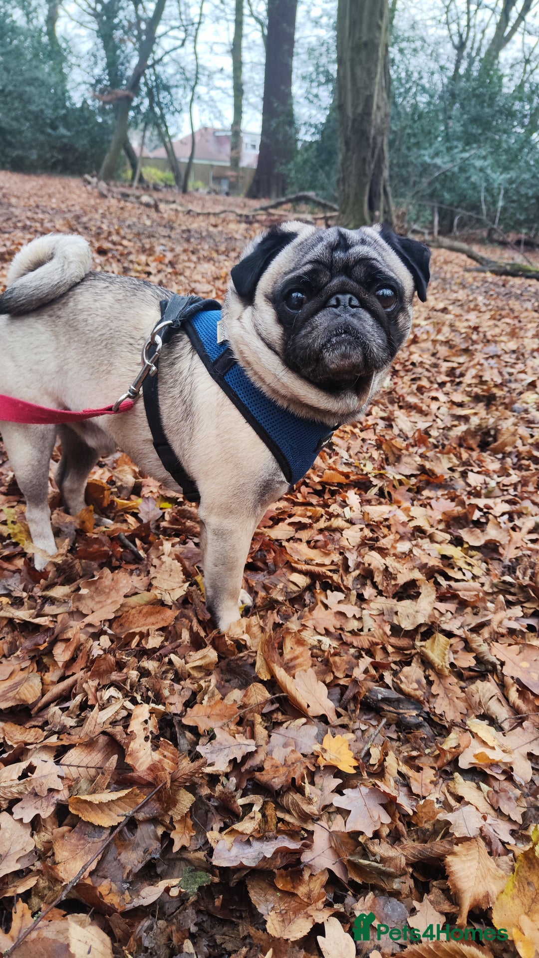 Pug dogs for stud: KC Registered Pug Stud. First Time - Advert 1