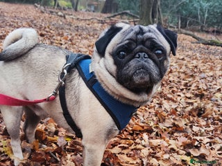 Pug dogs KC Registered Pug Stud. First Time - Advert 1