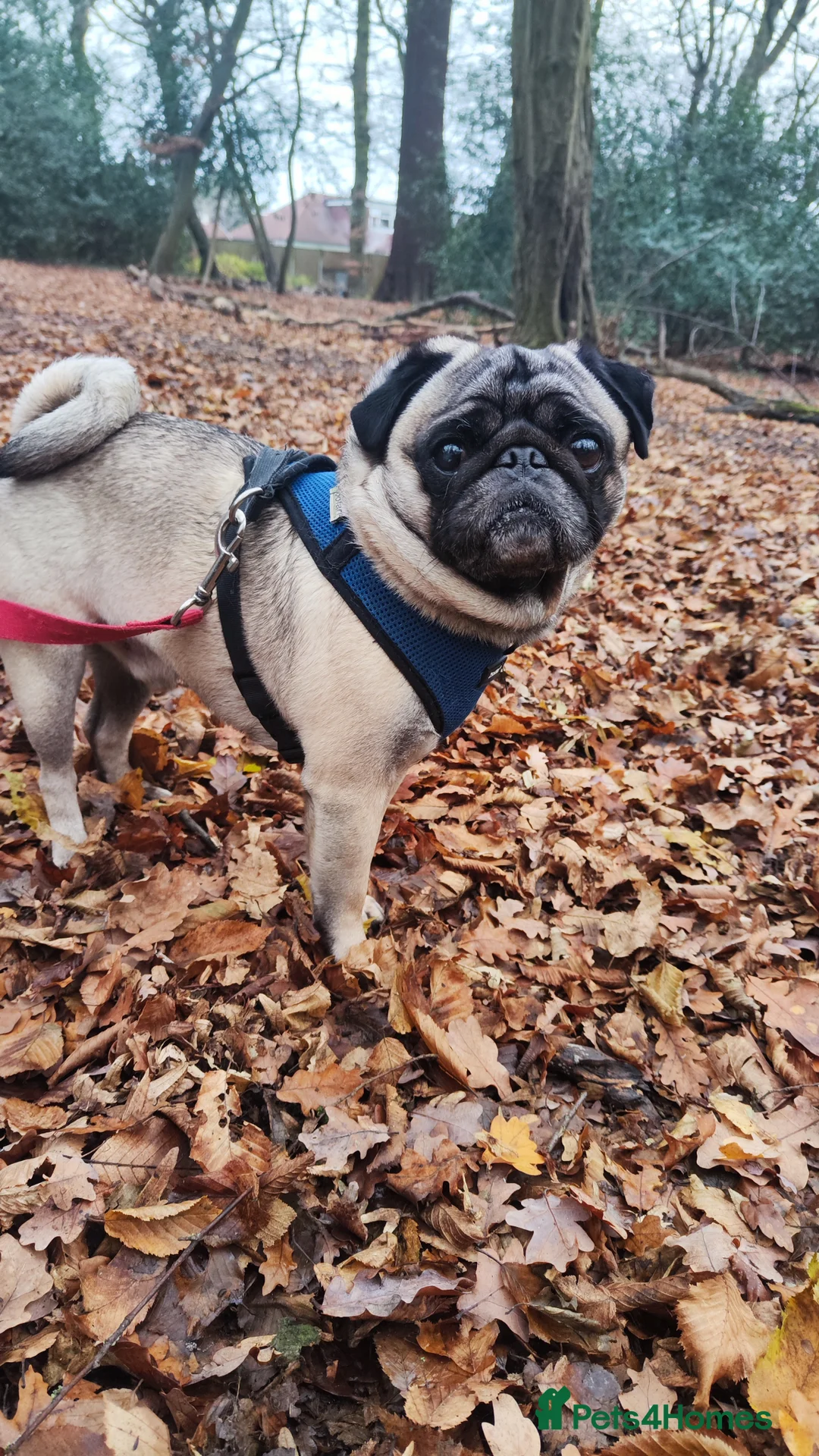 Pug dogs for stud: KC Registered Male Pug Available for Stud - Advert 2