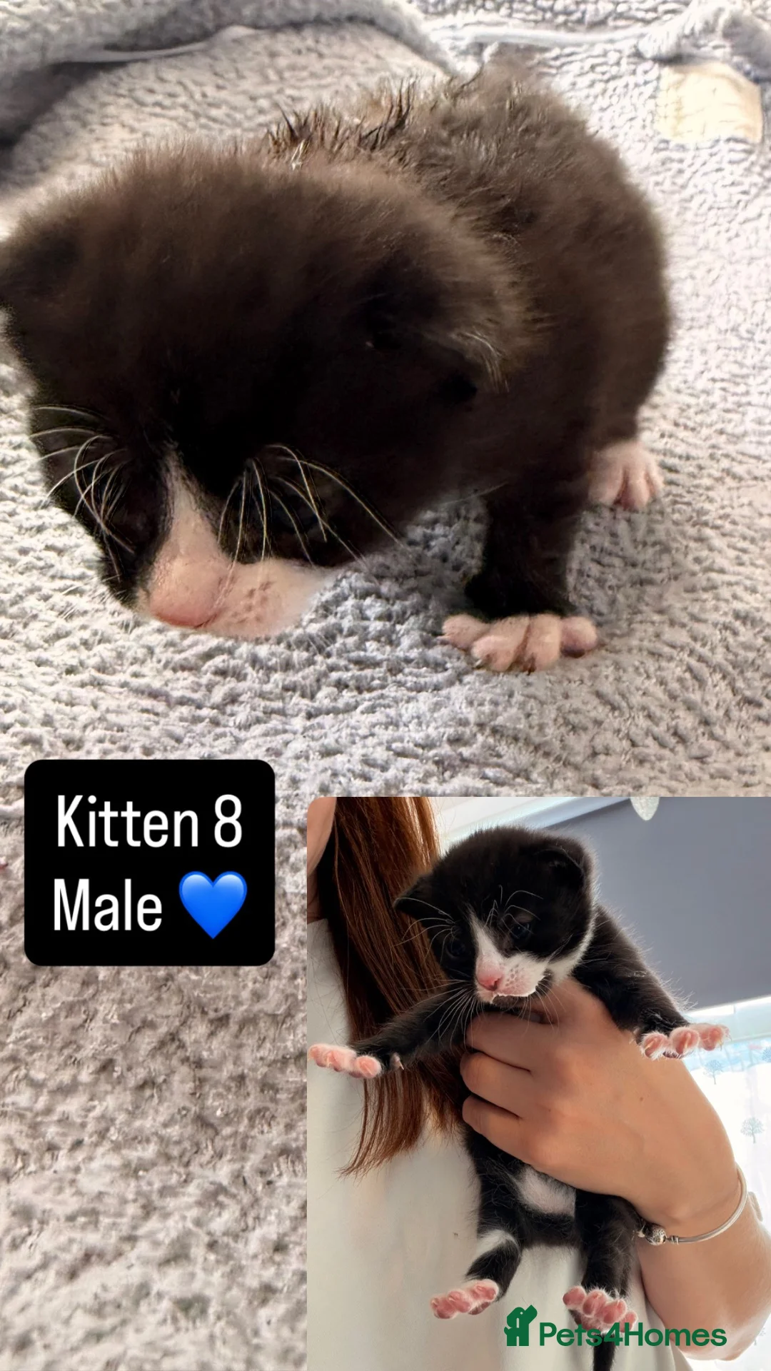 Mixed Breed cats for sale: 8 gorgeous kittens  - Advert 23