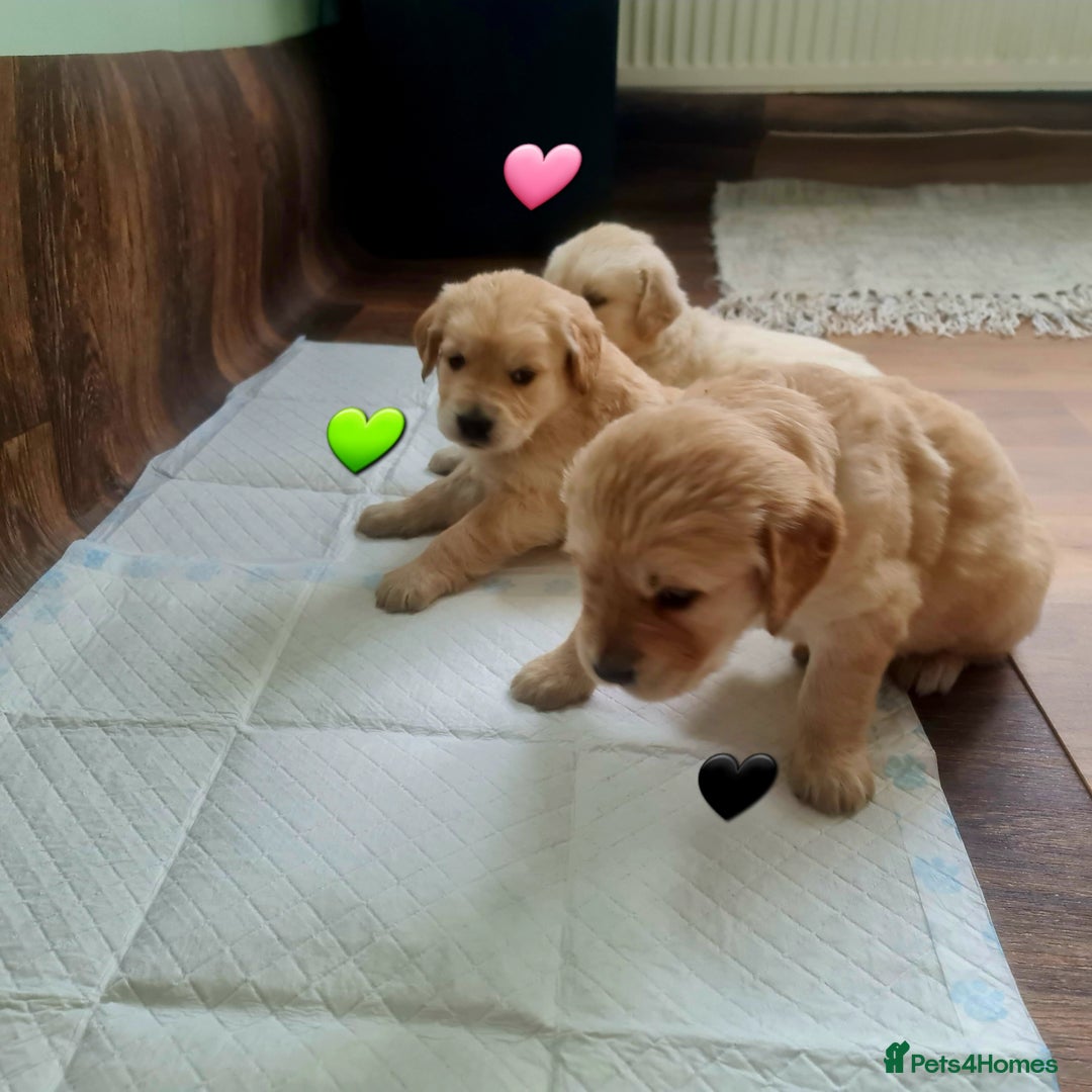 Golden Retriever dogs for sale: 💫💫💫 All puppies are reserved 💫💫💫 in Saint Helens - Image 20