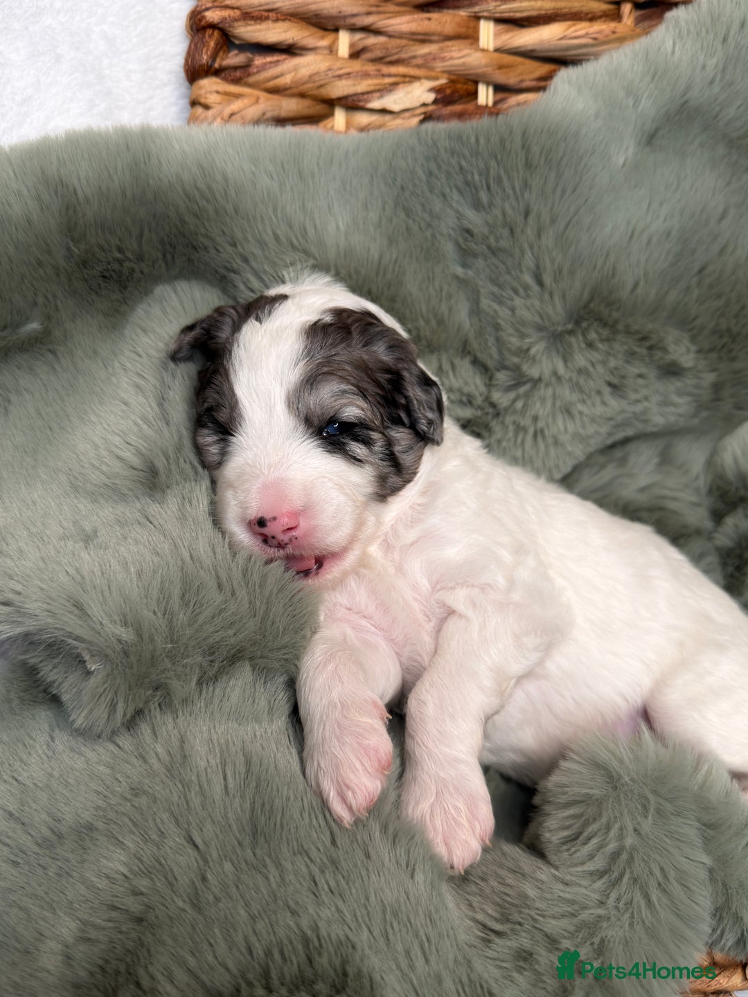 Bernedoodle dogs for sale: Miniature Bernedoodle Puppies - Image 25