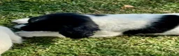 English Springer Spaniel dogs for sale: KC springer spaniels 1 male left ready to go  - Advert 8