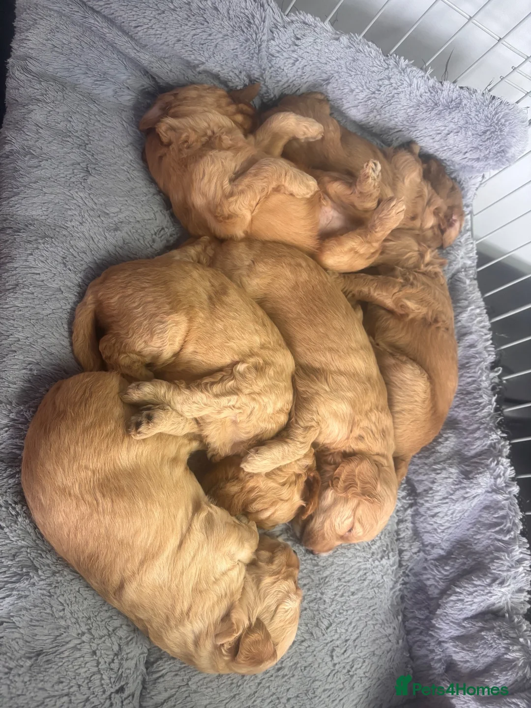 Mini Goldendoodle dogs for sale: Beautiful miniature Golden Doodle puppies - Advert 2