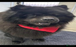 Chow Chow dogs for sale: CHOW CHOW REHOME - Image 4