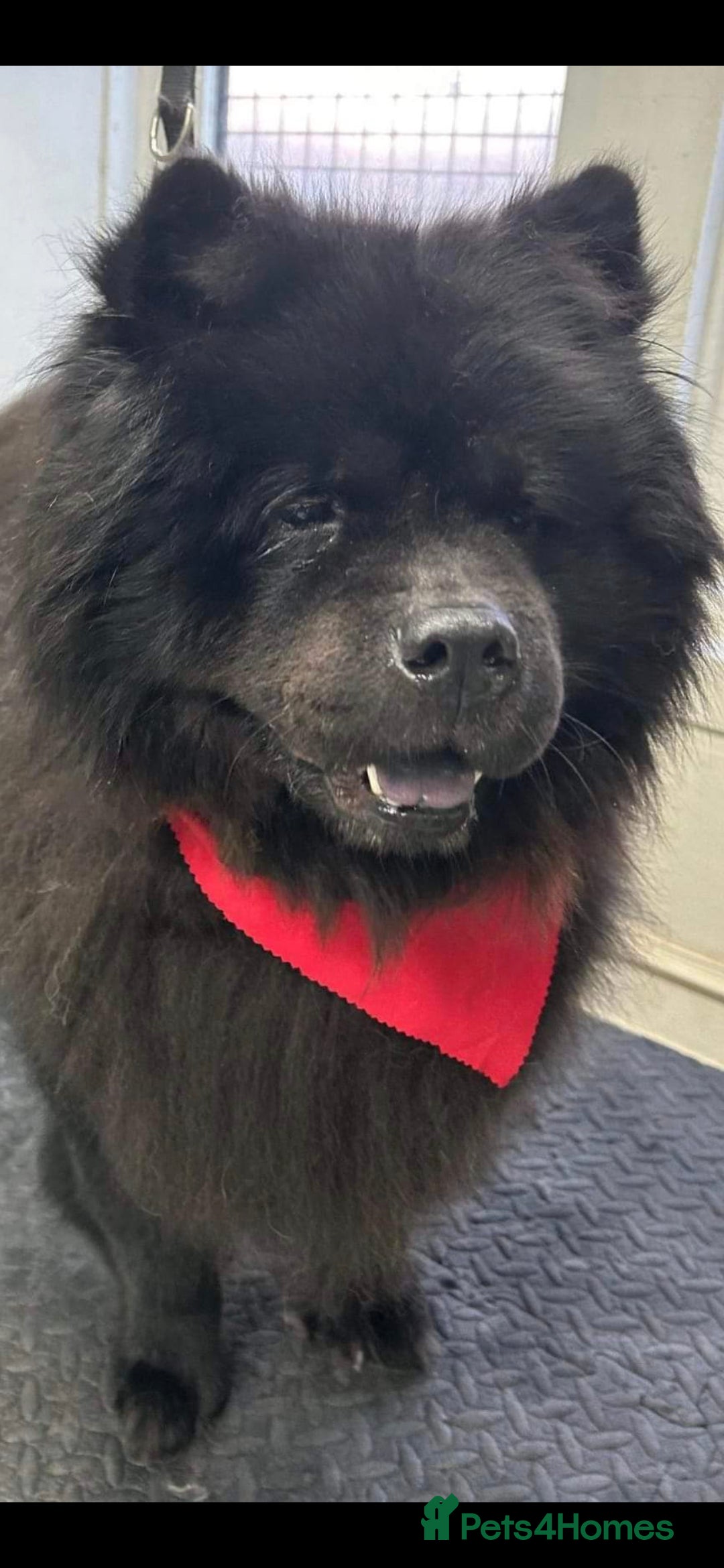 Chow Chow dogs for sale: CHOW CHOW REHOME - Image 4