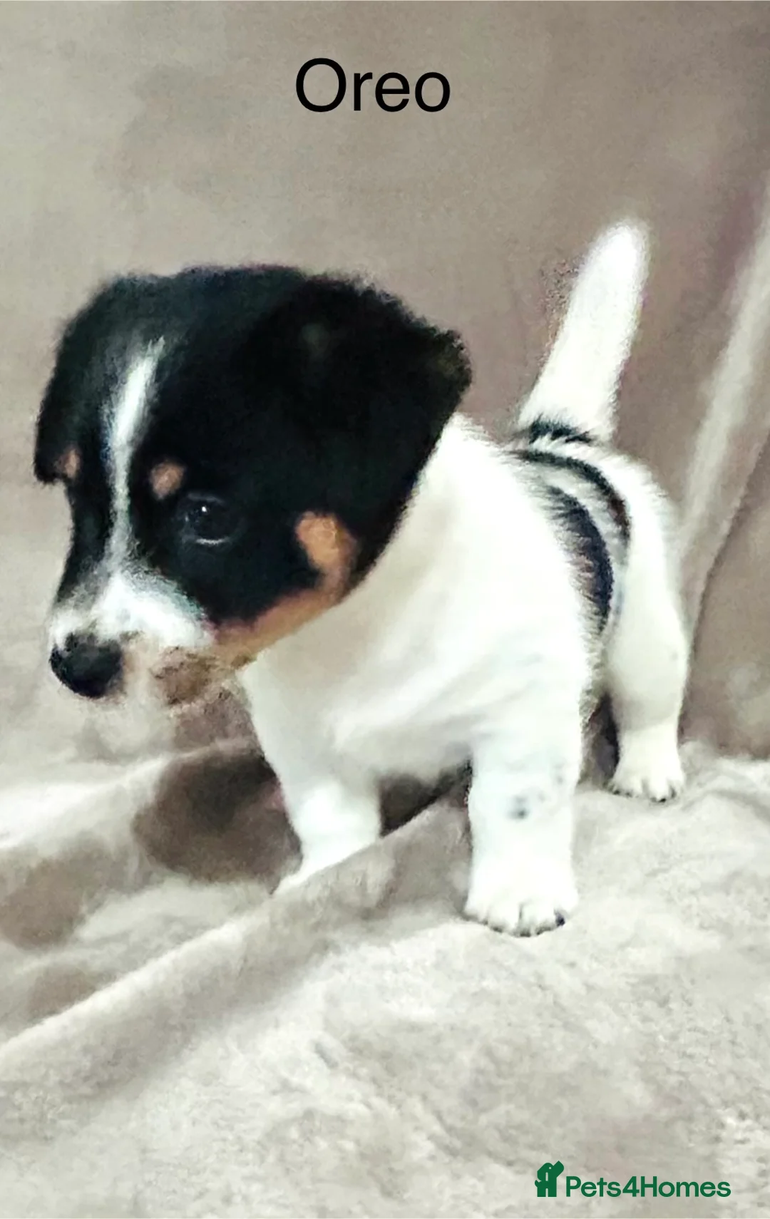 Jack Russell dogs for sale: Beautiful Jack Russell Terrier puppies available  - Advert 13