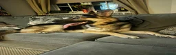 German Shepherd dogs for sale: Male German Sheppard in Wakefield - Advert 1