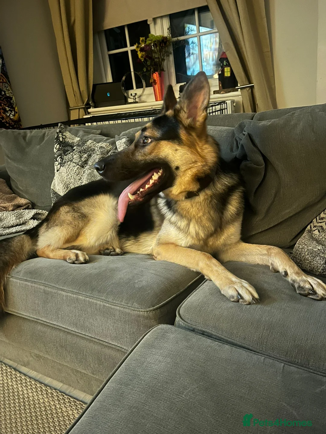 German Shepherd dogs for sale: Male German Sheppard in Wakefield - Advert 1